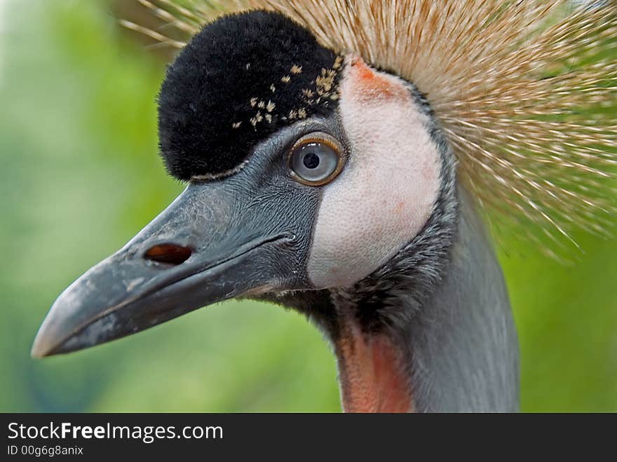 Grey  Crowned Crane 02