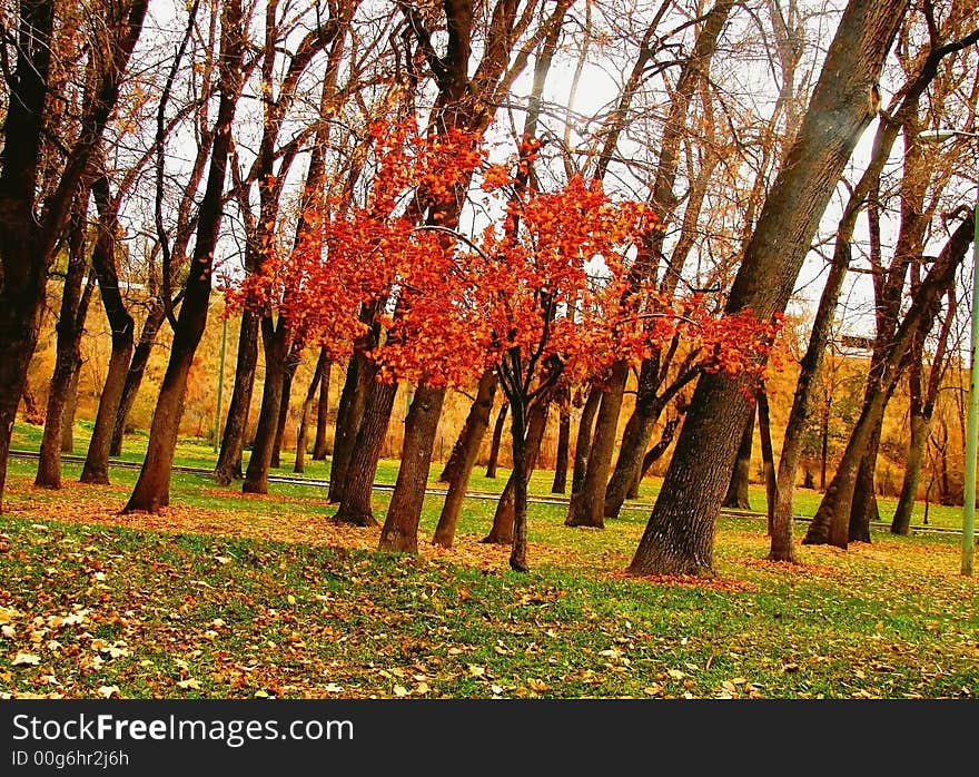 A small red tree in the midst of giants. A small red tree in the midst of giants