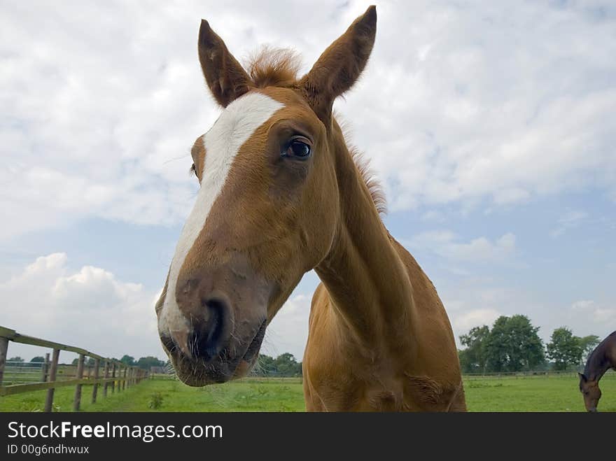 Foal on a meadow with mare islooking at you