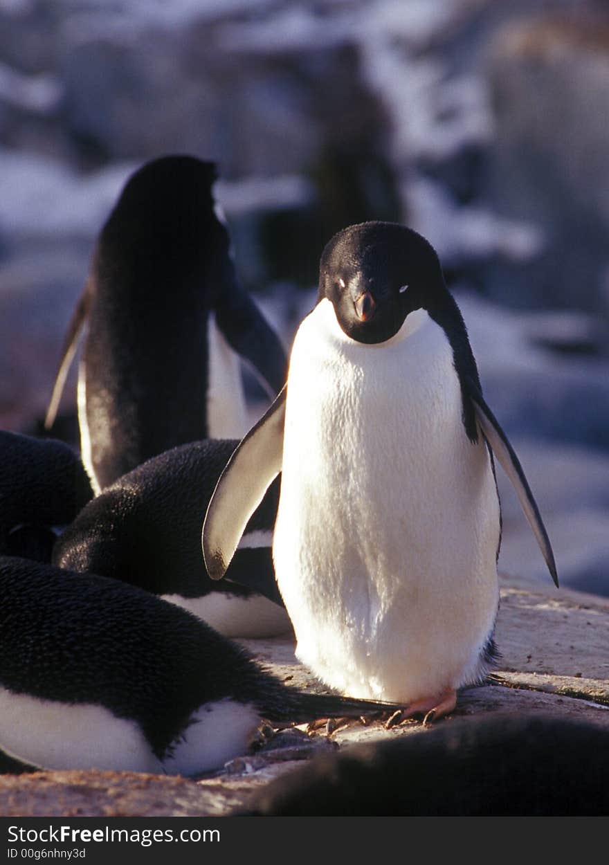 Gentoo penguins