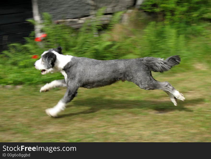 Bearded Collie running