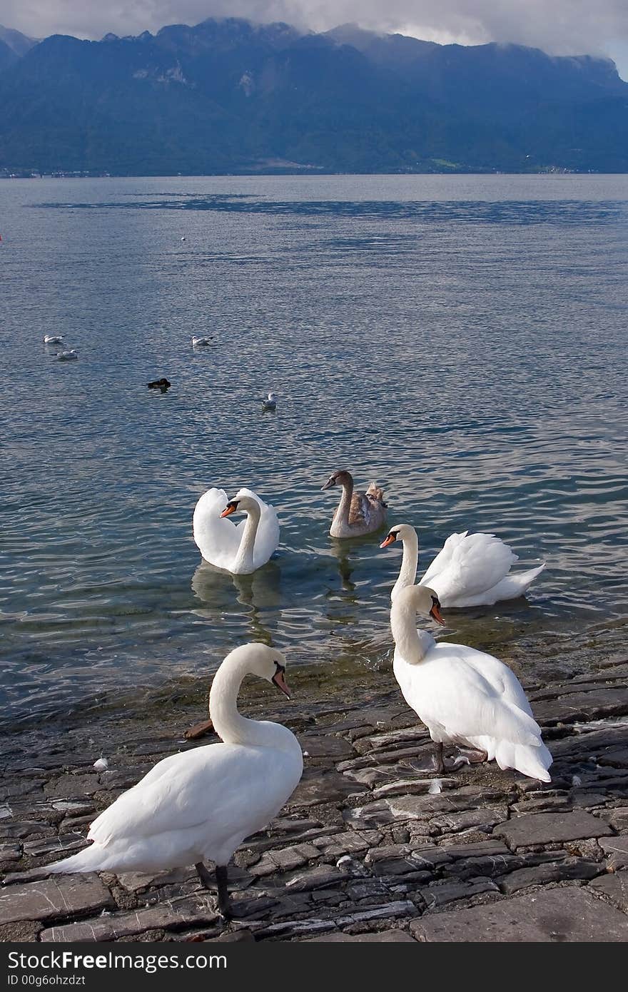 Swans on coast of lake Leman in Switzerland. Swans on coast of lake Leman in Switzerland