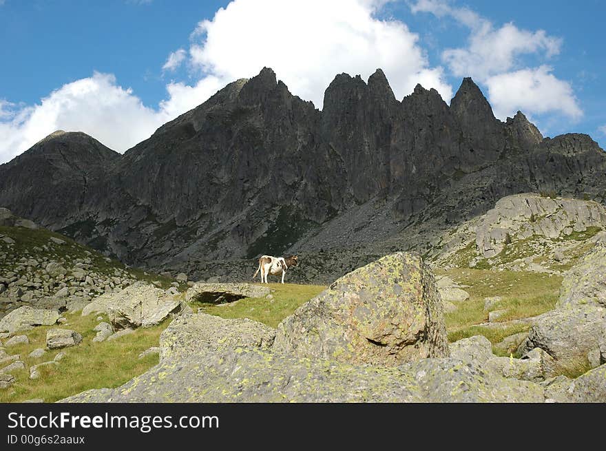 A cow in pirineos mountains