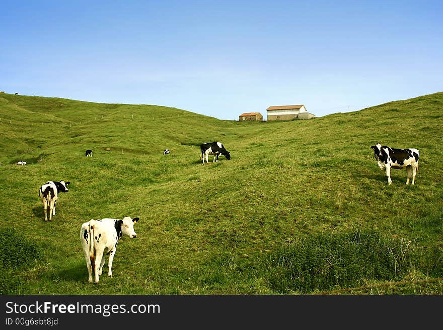 A photo of cows in a meadow. A photo of cows in a meadow.