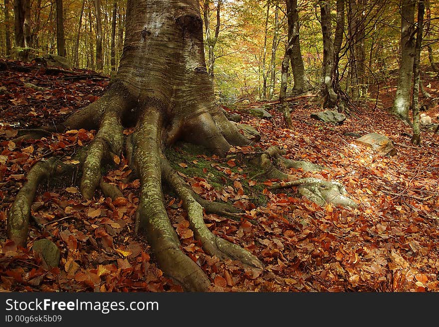 Trees in Montseny natural park