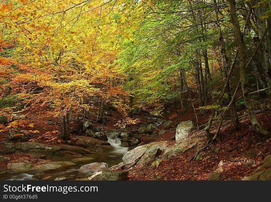 Autumn arrives at Montseny natural park. Autumn arrives at Montseny natural park