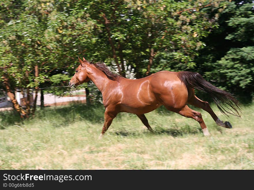 Horse running in a large field. Horse running in a large field