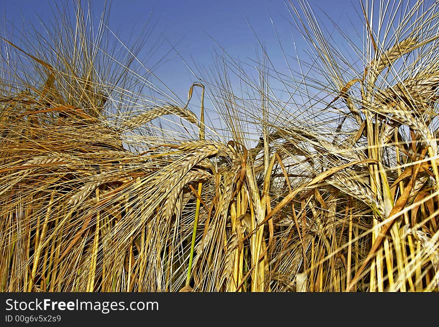 Wheat ears and stalks from close distance. Wheat ears and stalks from close distance