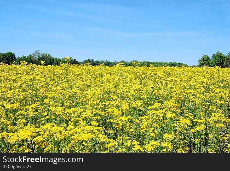 Field of yellow flowers against the blue sky