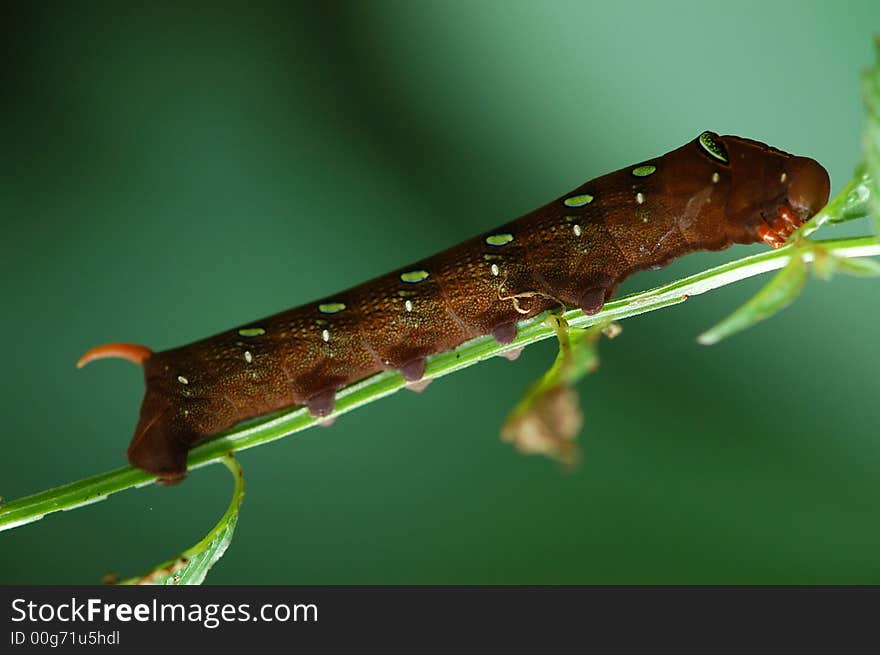 Butterfly worm in the parks