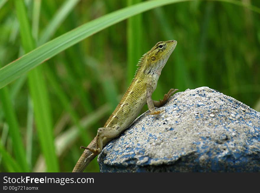 A Small Brown Lizard