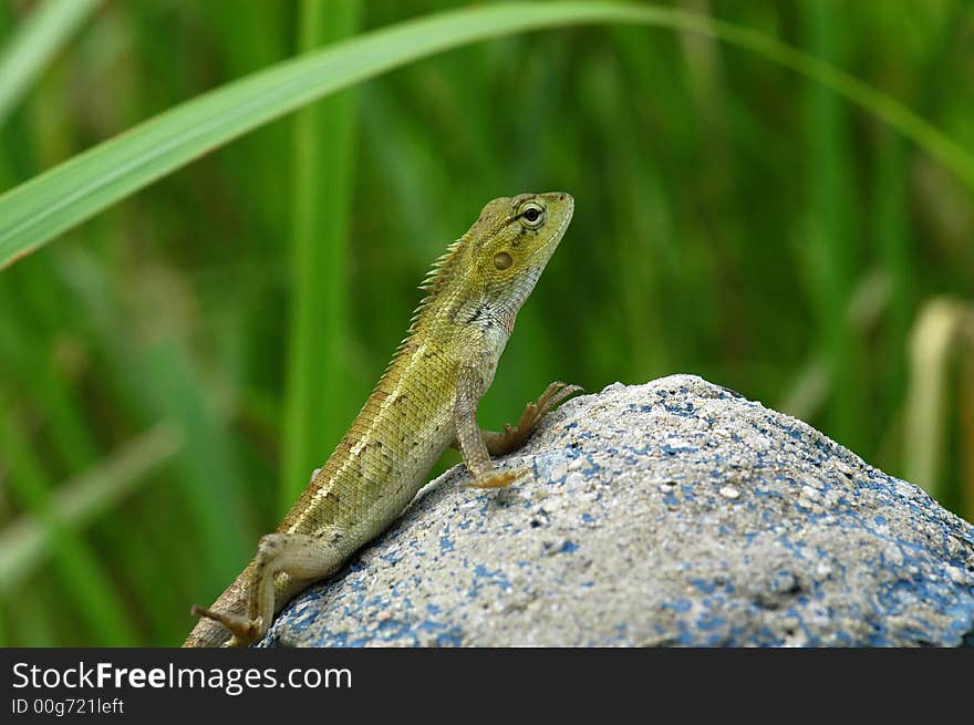 A small brown lizard