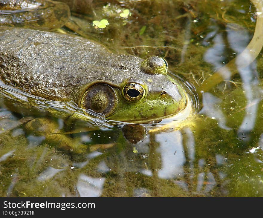 A pig bull frog sitting on the bank of a lake. A pig bull frog sitting on the bank of a lake.