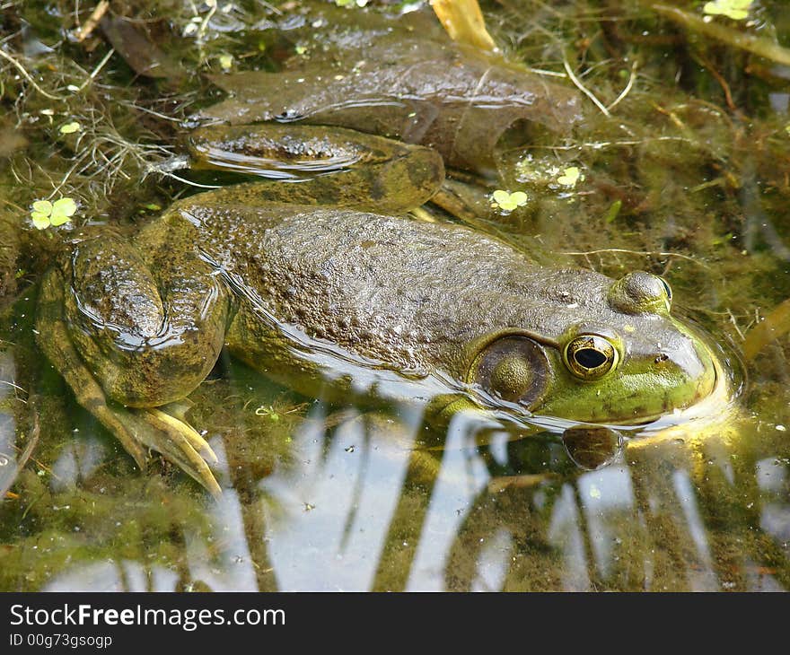 A bull frog sitting on the bank of a lake. A bull frog sitting on the bank of a lake.