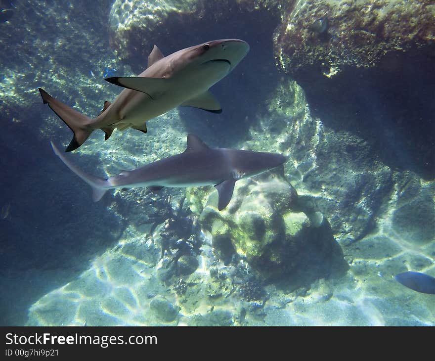 Grey Reef Shark (Carcharhinus amblyrhynchos) and Blacktip Reef Shark (Carcharhinus melanopterus) swimming over reef. Grey Reef Shark (Carcharhinus amblyrhynchos) and Blacktip Reef Shark (Carcharhinus melanopterus) swimming over reef.