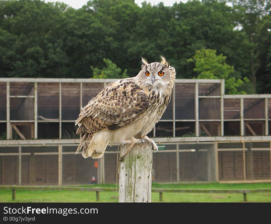 A captive bred eagle owl resting after flight