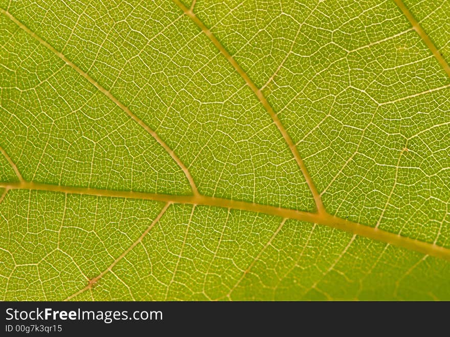 Sheet of  grapes covered by  sun. Sheet of  grapes covered by  sun