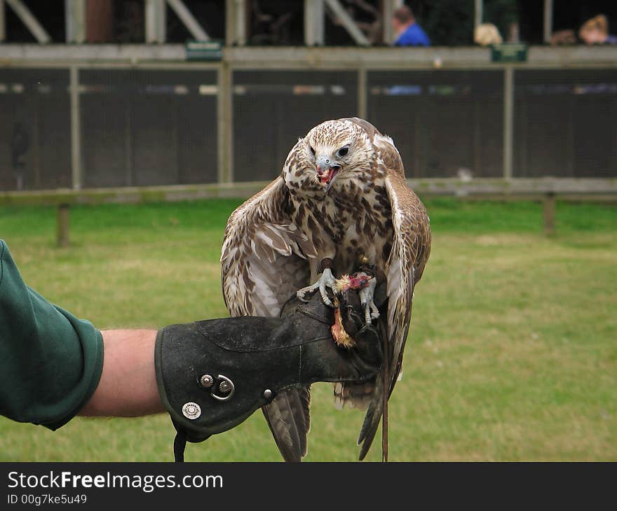 A captive bred saker falcon feeding after display