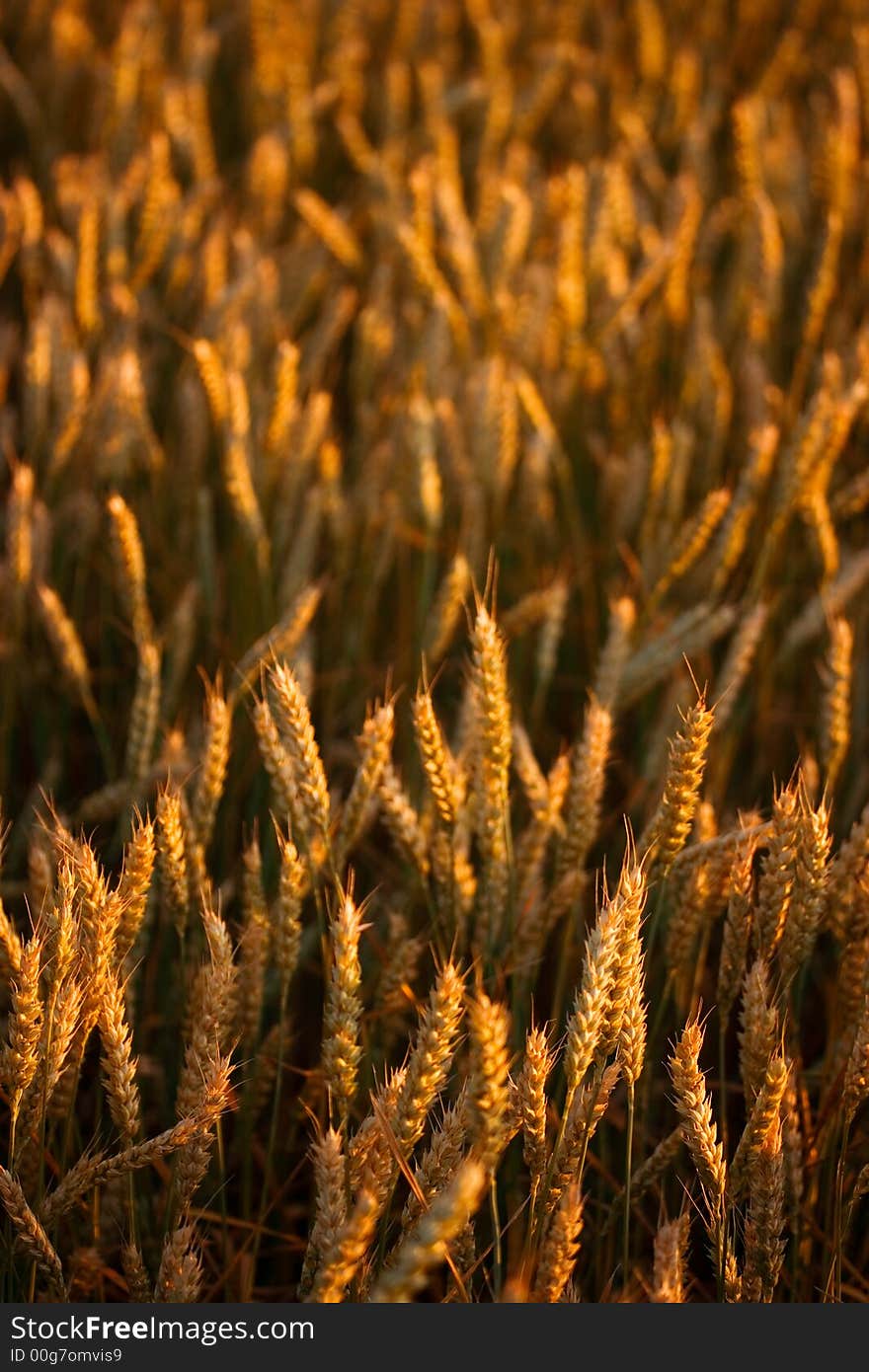 Field of fresh golden wheat grain on a pleasant afternoon with clear sky. Field of fresh golden wheat grain on a pleasant afternoon with clear sky