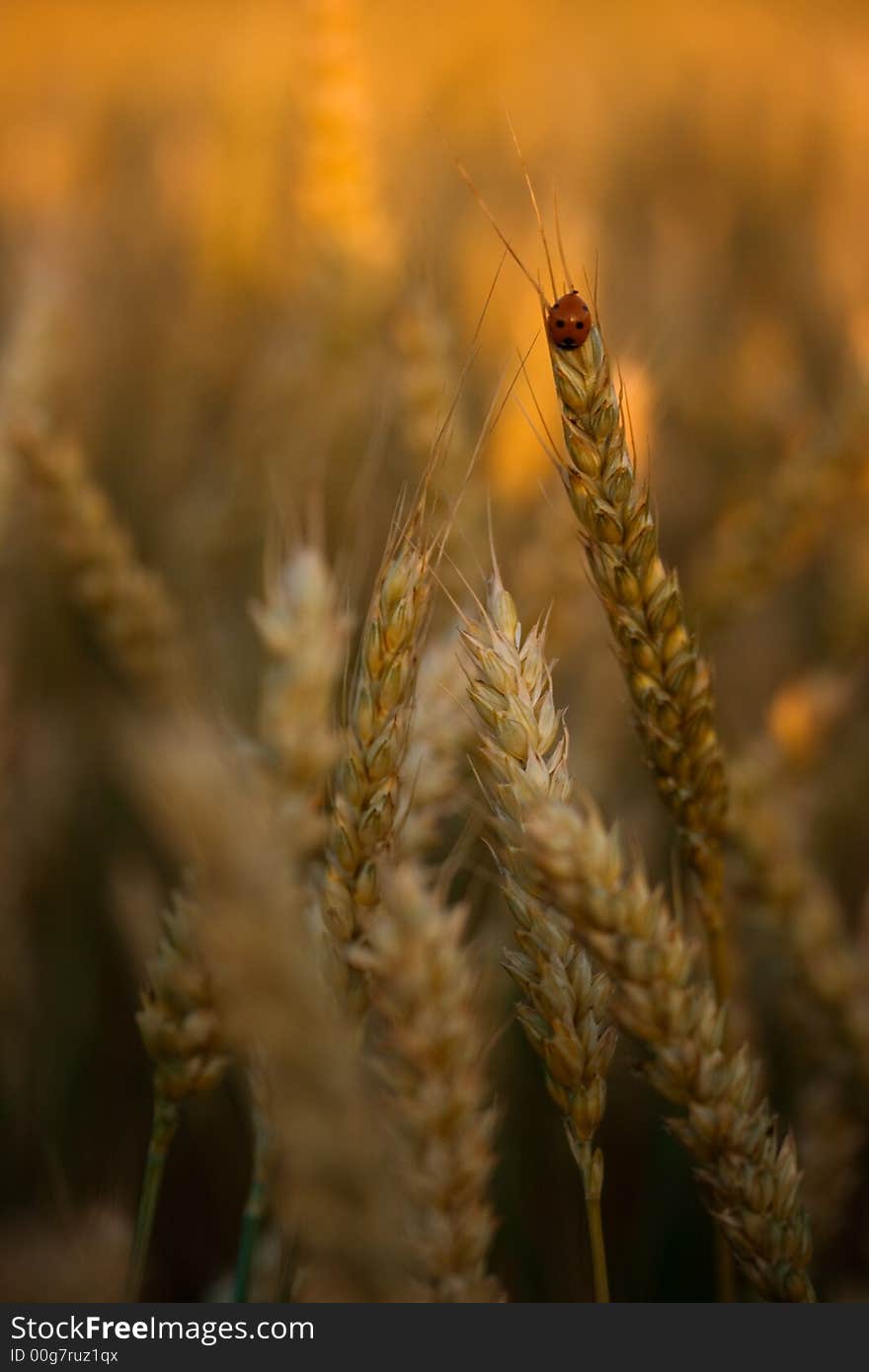 Golden wheat field