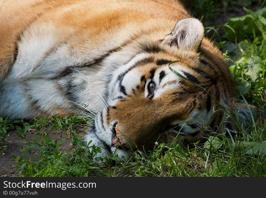 Beautiful tiger relaxing on grass