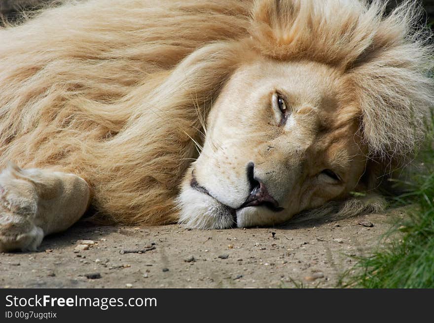 Beautiful male african white lion. Beautiful male african white lion