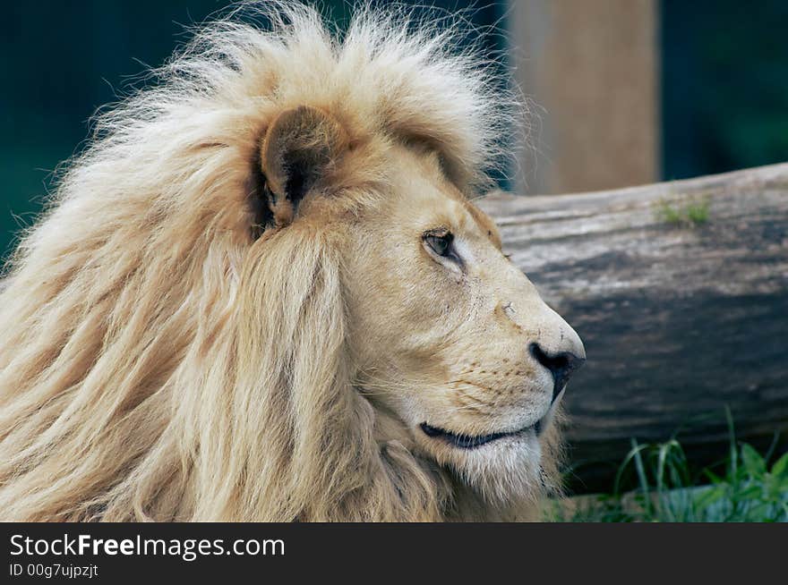 Beautiful male african white lion. Beautiful male african white lion