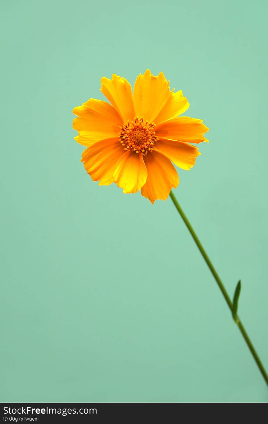 One orange yellow bright daisy over a green background. One orange yellow bright daisy over a green background.