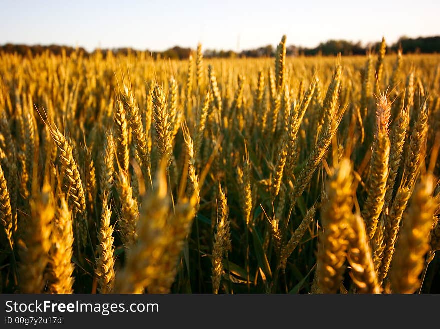 Field of fresh golden wheat grain on a pleasant afternoon with clear sky. Field of fresh golden wheat grain on a pleasant afternoon with clear sky