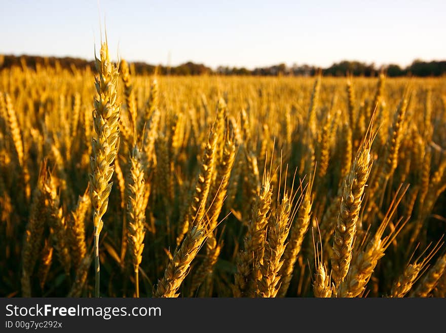 Field of fresh golden wheat grain on a pleasant afternoon with clear sky. Field of fresh golden wheat grain on a pleasant afternoon with clear sky