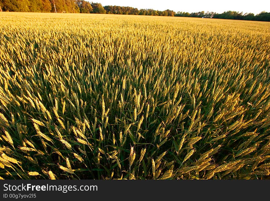 Golden wheat field