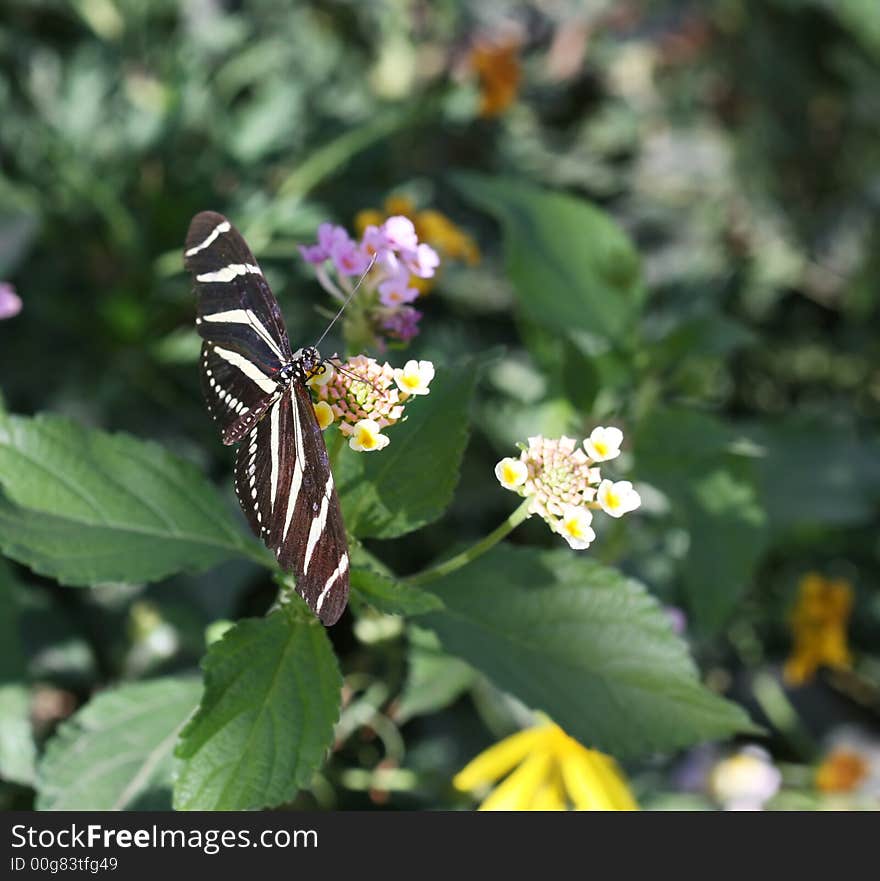 Zebra Longwing butterfly sitting on a flower. ( Heliconius Charitonius). Zebra Longwing butterfly sitting on a flower. ( Heliconius Charitonius)