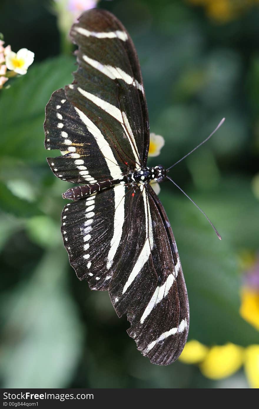 Zebra Longwing Butterfly