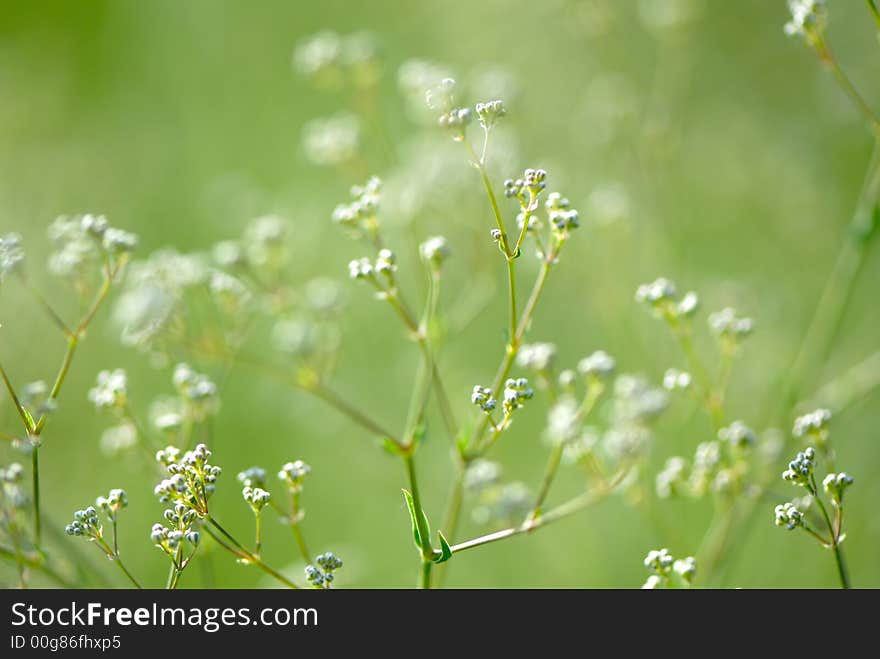 Field flowers of  plant on  green background, summer