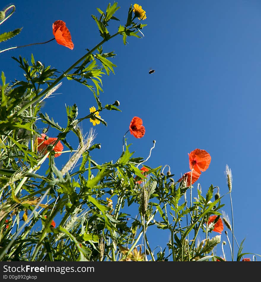 Field with red poppies a bee and grass  against a blue sky. Field with red poppies a bee and grass  against a blue sky