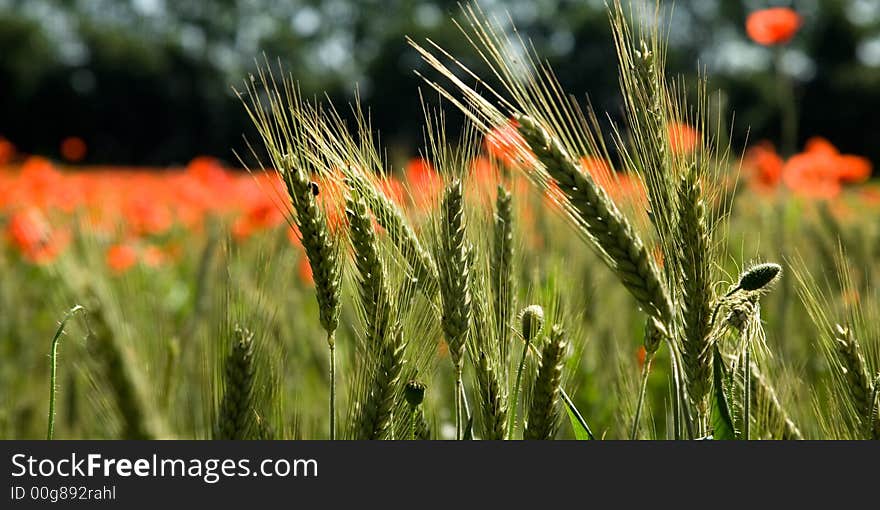 Field with red poppies and corn or wheat  against a blue sky. Field with red poppies and corn or wheat  against a blue sky