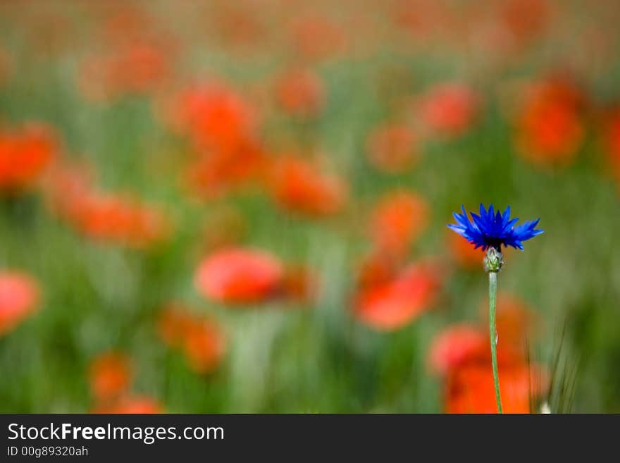 Red poppies and cornflower