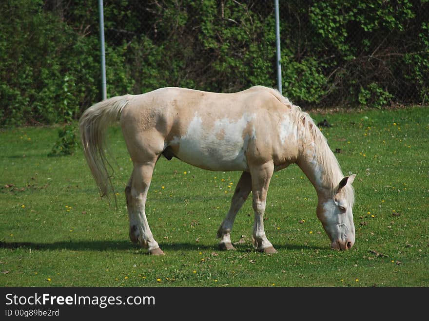 Horse on a green field eating grass. Horse on a green field eating grass