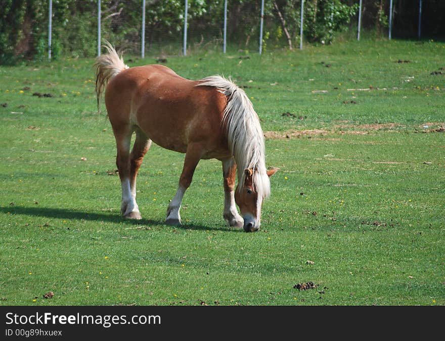 Horse on a green field eating grass. Horse on a green field eating grass