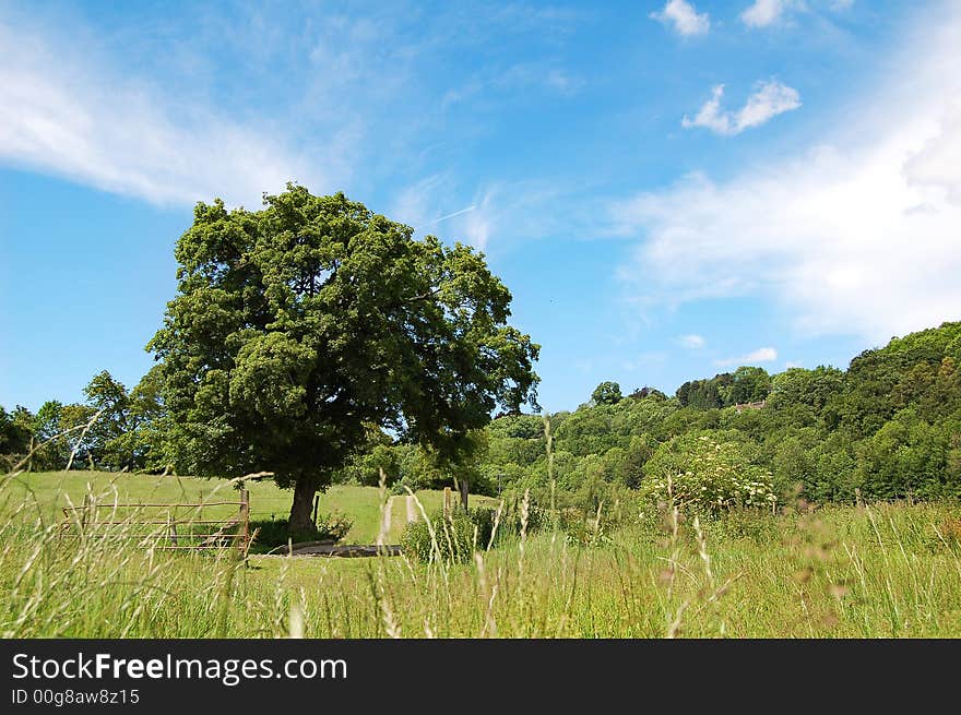 A country scene shot in summer. A country scene shot in summer