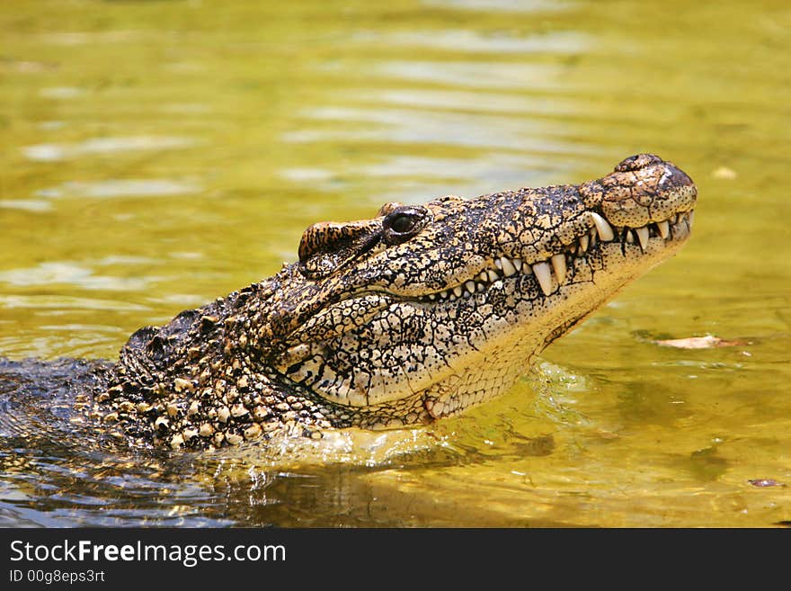 Profile of a cuban crocodile. The Cuban crocodile has the smallest range of any crocodile. It can be found only in Cuba in the Zapata Swamp in the northwest and in the Lanier Swamp on Isla de Juventud. The historical range also included the Cayman and Bahama islands. Cuban crocodiles prefer freshwater marshes or swamps similar to those of the Everglades. They rarely swim in saltwater. The Cuban c