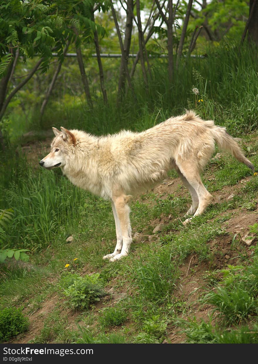 Arctic Wolf