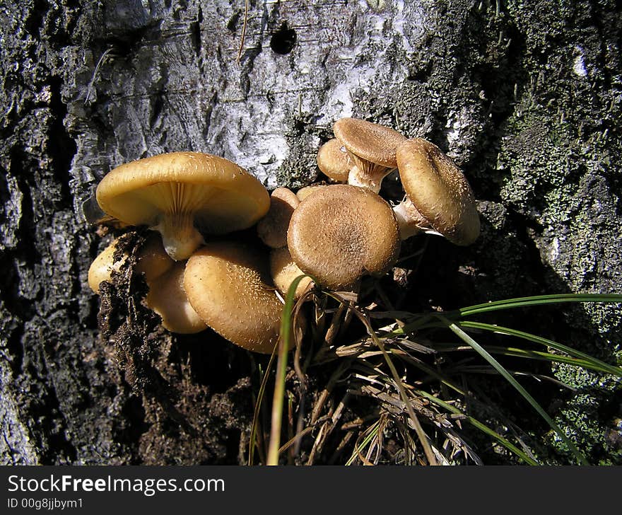 Mushrooms on a thumb