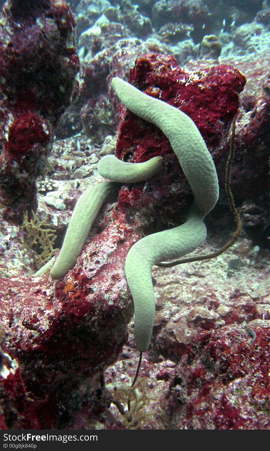 Starfish And Coral