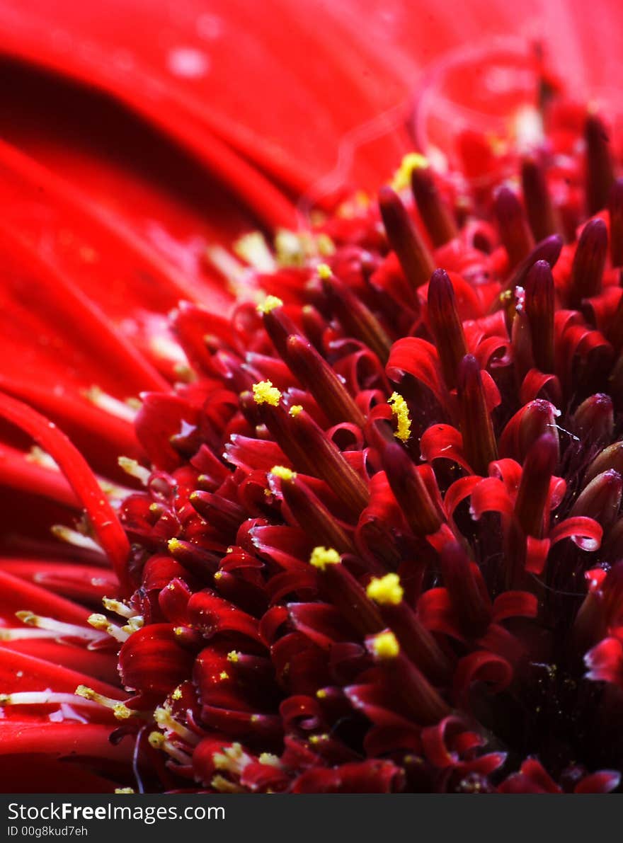 Close-up shot of Red Flower