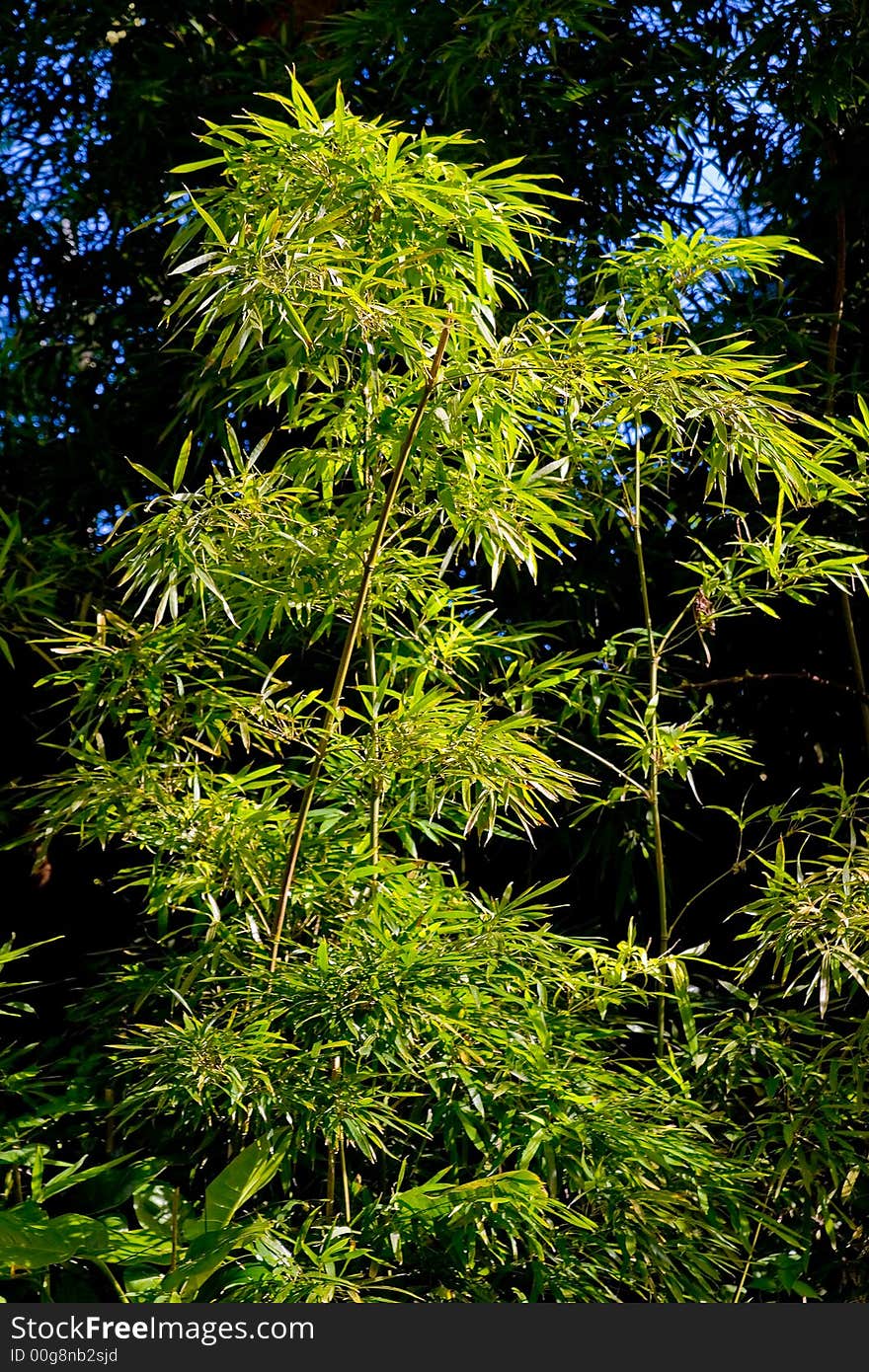 Single green bamboo tree isolated in a forest. Single green bamboo tree isolated in a forest