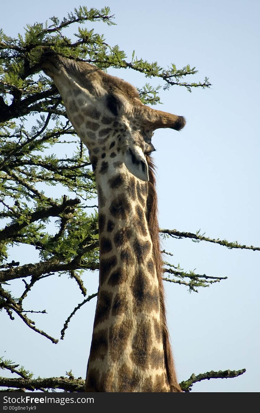 Giraffe at full stretch to get the fresh tasty leaves. Giraffe at full stretch to get the fresh tasty leaves