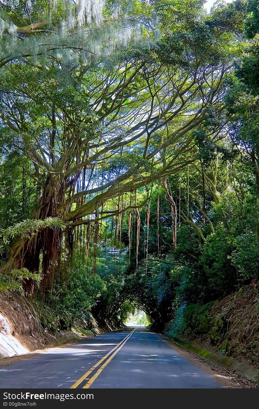 Tree Tunnel