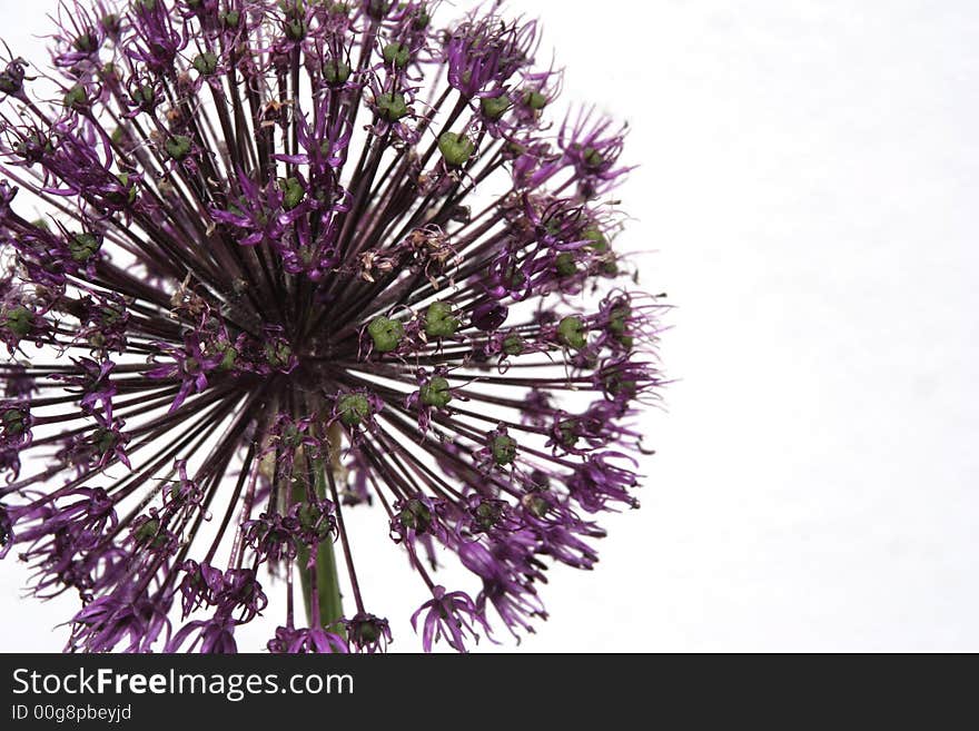 Close up of a purple allium