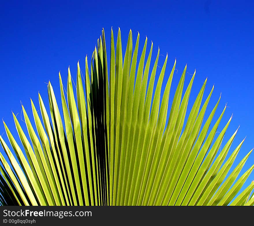 Beautiful greenleaf on the blue sky background. Beautiful greenleaf on the blue sky background